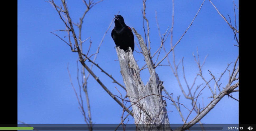 Red-winged Blackbird video still