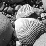 Shells among rounded rocks, photo credit: Wendy Macdonald