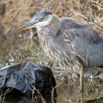 Blue heron with trash in the water: Photo 165844354 © William Wise | Dreamstime.com