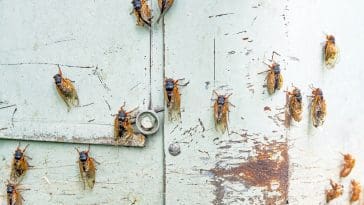 Periodical cicadas drying their new wings on a wall: Photo 219488084 © Lawcain | Dreamstime.com