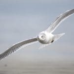 Ring-billed gull: Photo 168092040 © William Wise | Dreamstime.com