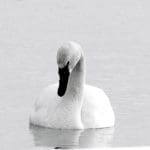 Trumpeter Swan on gray water, photo credit: Wendy Macdonald