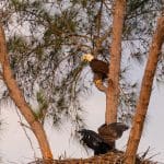 Bald Eagle nest, FL, with parent above and fledgling spreading its wings: Photo 146424192 / Bald Eagle Family © Smitty411 | Dreamstime.com