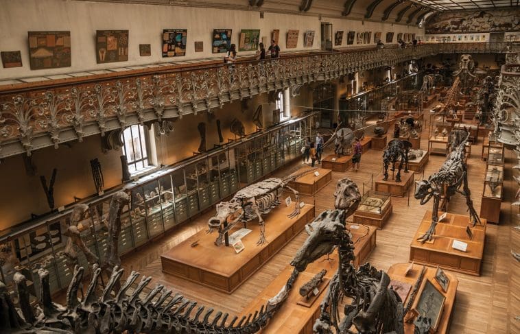 Gallery of Paleontology and Comparative Anatomy, Paris: Photo 108545796 © Marcello Celli | Dreamstime.com