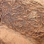 Worm burrow trace fossils, overhanging rock Grand Canyon: Photo 237727258 / Wilderness © Andy Millard | Dreamstime.com