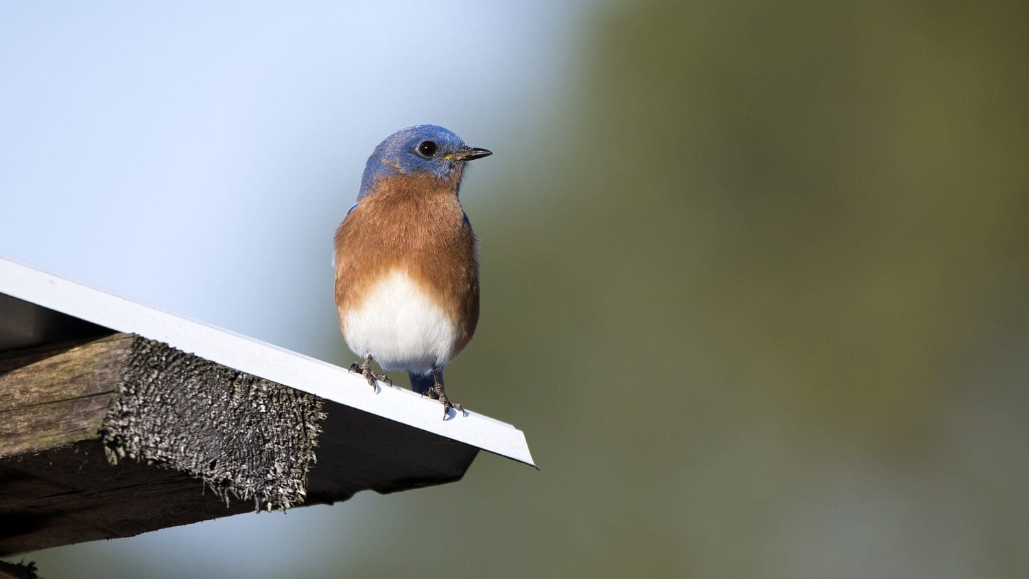 Eastern bluebird on a tin roof: Photo 169535181 © William Wise | Dreamstime.com