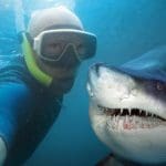 Diver selfie with shark: Photo 55197279 © Vladvitek | Dreamstime.com