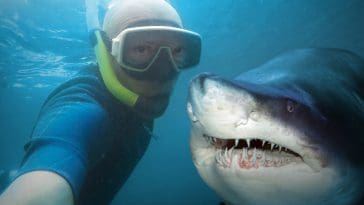 Diver selfie with shark: Photo 55197279 © Vladvitek | Dreamstime.com