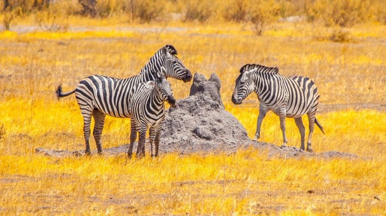 Termite mound with zebras, Botswana: Photo 137533503 © Pytyczech | Dreamstime.com