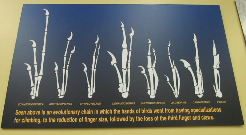 Museum display of hand homologies