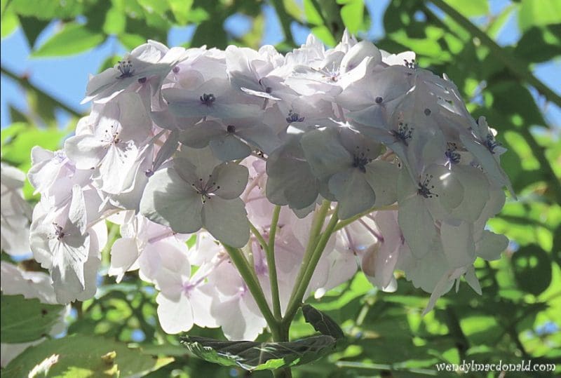 White hydrangea, photo credit: Wendy Macdonald