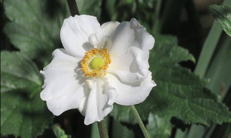 White Rose closeup, photo credit: Wendy Macdonald