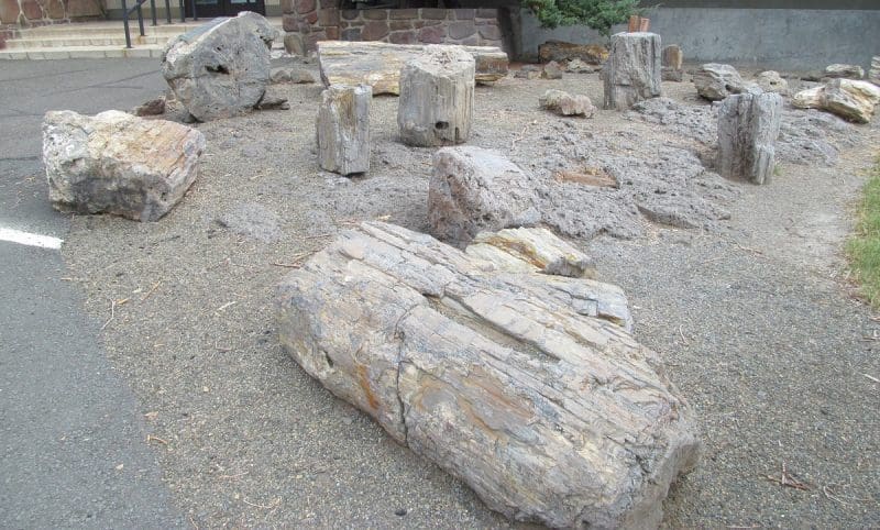Outdoor petrified wood display, photo credit: J.D. Mitchell