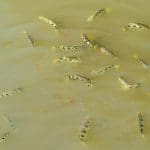 Archerfish in their native waters: Photo 161036082 © Tinakorn Suksapsri | Dreamstime.com