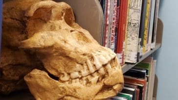 Naledi skull on library shelf, photo credit: Todd Wood