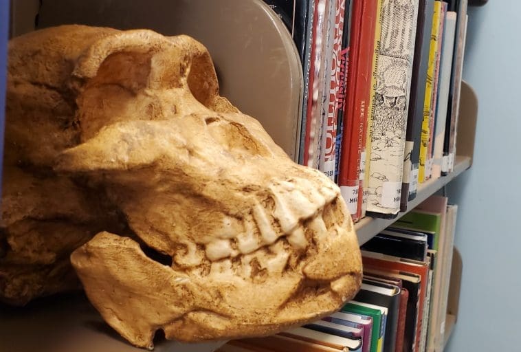 Naledi skull on library shelf, photo credit: Todd Wood