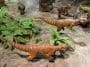 Photo 54286907 | Psittacosaurus Dinosaur © Woravit Vijitpanya | Dreamstime.com