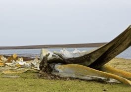 Beached whale carcass bones: Photo 95064100 | Whale © Maxim Tankaria | Dreamstime.com