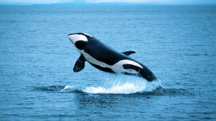 Photo 40754787 | Orca Breaching © davidhoffmannphotography | Dreamstime.com