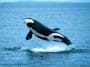 Photo 40754787 | Orca Breaching © davidhoffmannphotography | Dreamstime.com