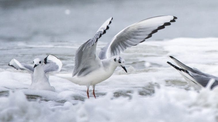 Bonaparte's Gull in the breakers on the coast of South Carolina, photo credit: William Wise Photography