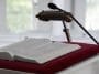 White wooden pulpit with Bible on a velvet cushion: Photo 275143 © Sophieso | Dreamstime.com