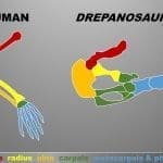 Drepanosaurus and human arm bones comparison