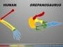 Drepanosaurus and human arm bones comparison