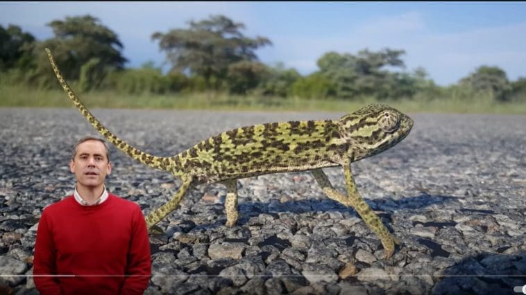 Wonders of Creation: Chameleons video still
